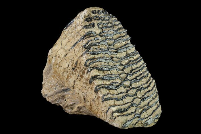 Fossil Woolly Mammoth Upper M Molar - North Sea Deposits #149759